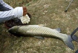 钓草鱼视频,跟随视频学钓鱼